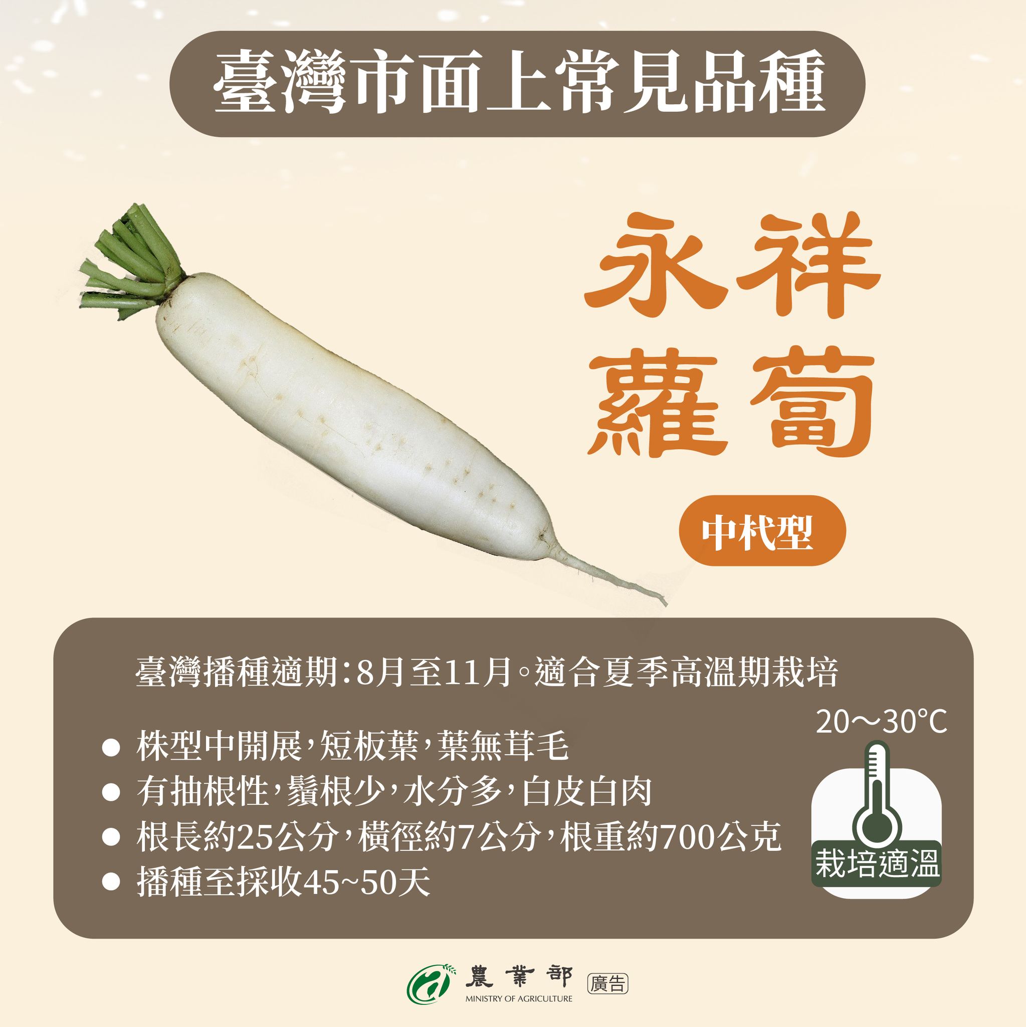 白蘿蔔正當季！