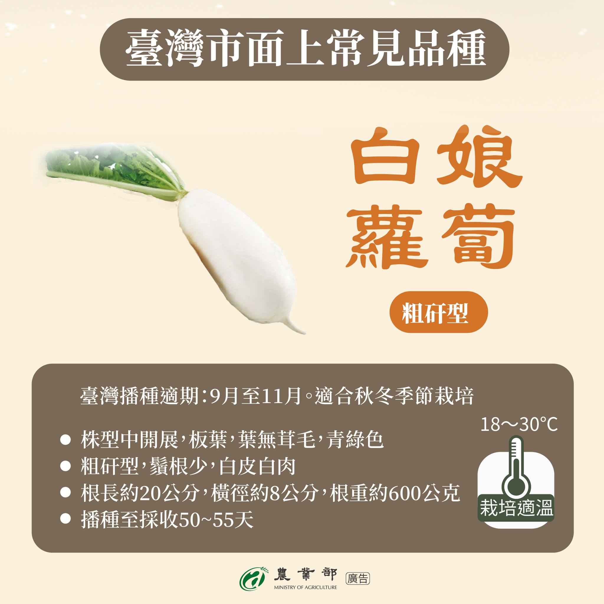 白蘿蔔正當季！