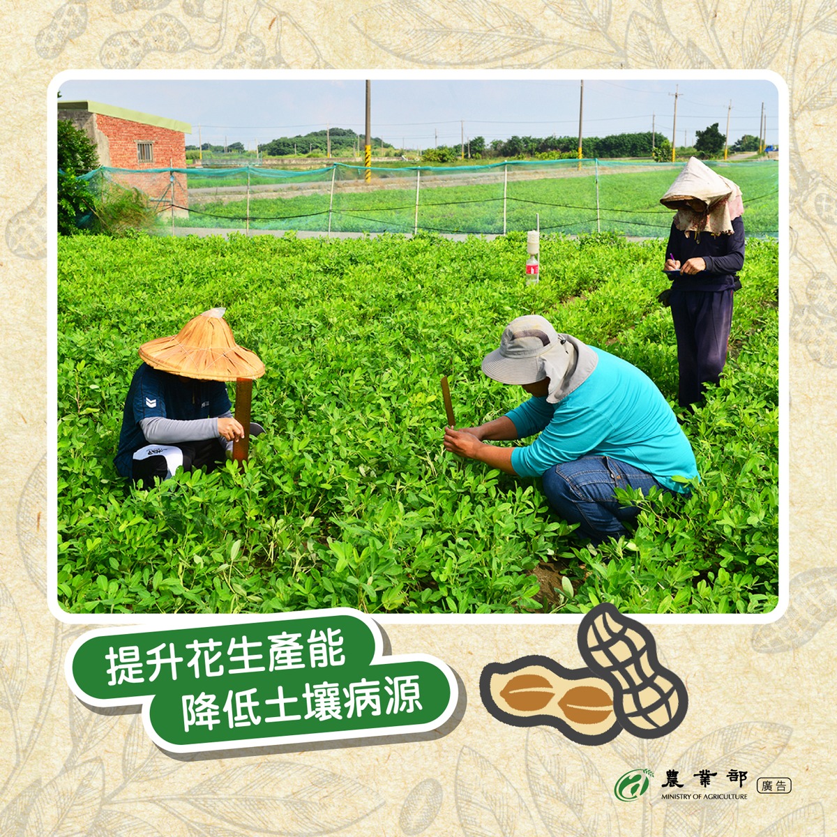 有好土 才有好土豆！_4