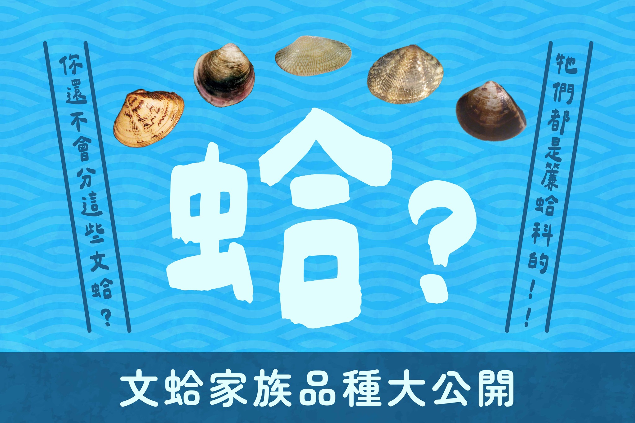 蛤！這些文蛤你還認不出來！？文蛤家族品種大公開！