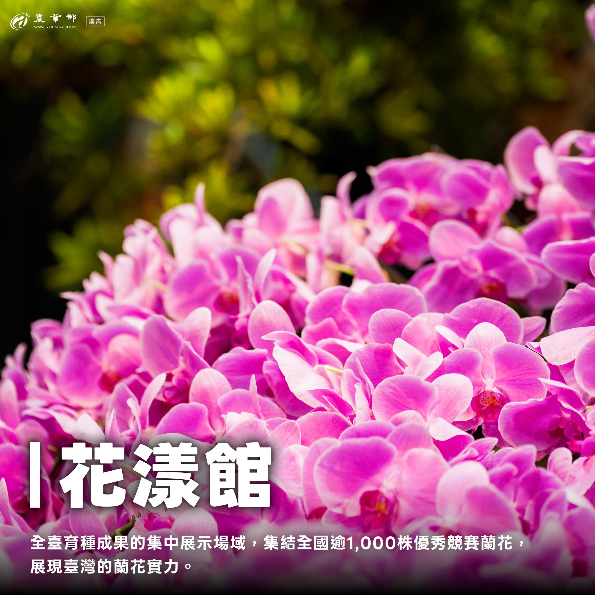 2026臺灣國際蘭展暨花卉科技展，亮點搶先看！03