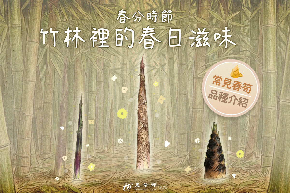 【春分時節，竹林裡的春日滋味】