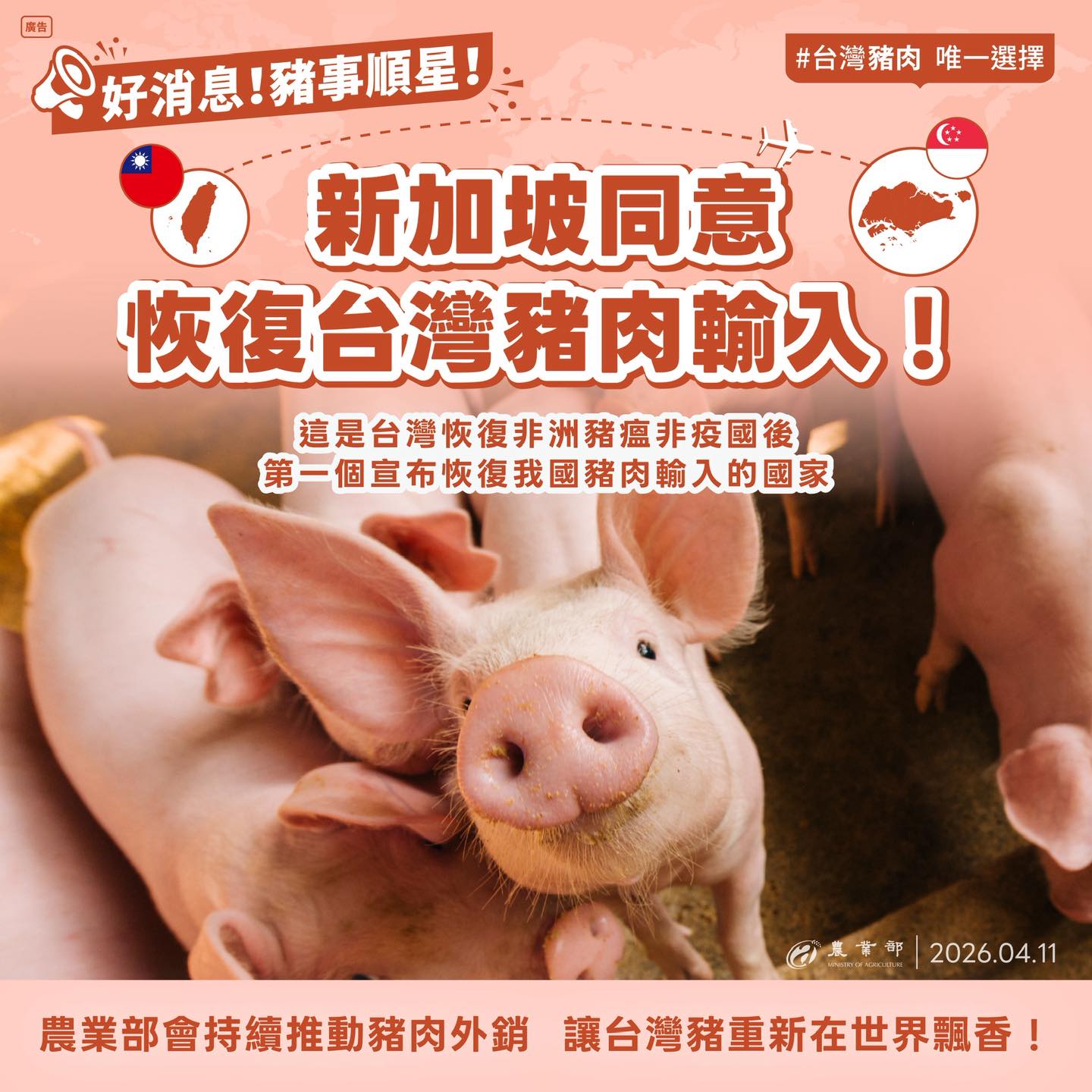 豬事順星！新加坡同意恢復台灣豬肉輸入！