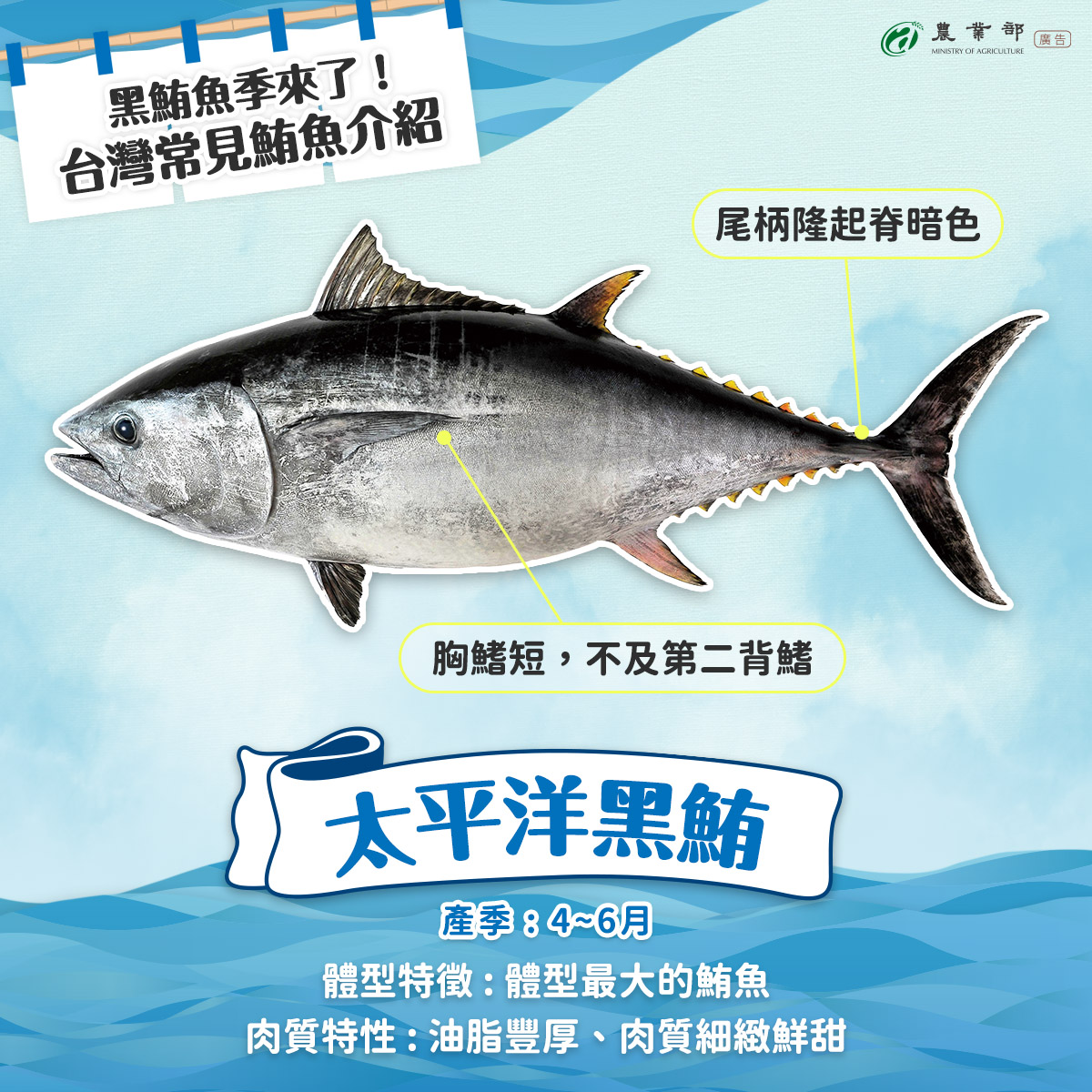 每年春夏交替，隨著洋流與水溫變化，鮪魚洄游到台灣周邊海域，也代表黑鮪魚季來了?！