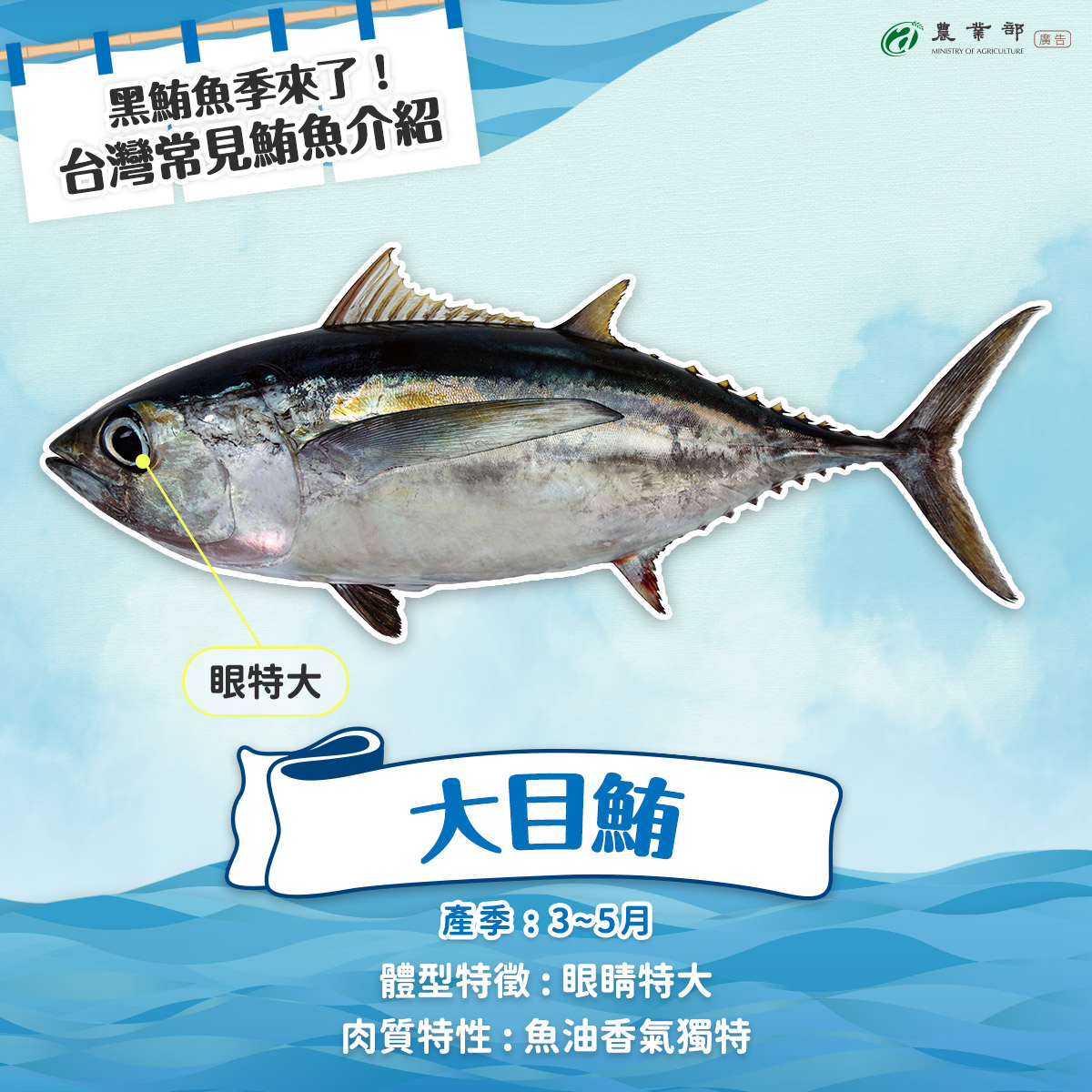 每年春夏交替，隨著洋流與水溫變化，鮪魚洄游到台灣周邊海域，也代表黑鮪魚季來了?！02