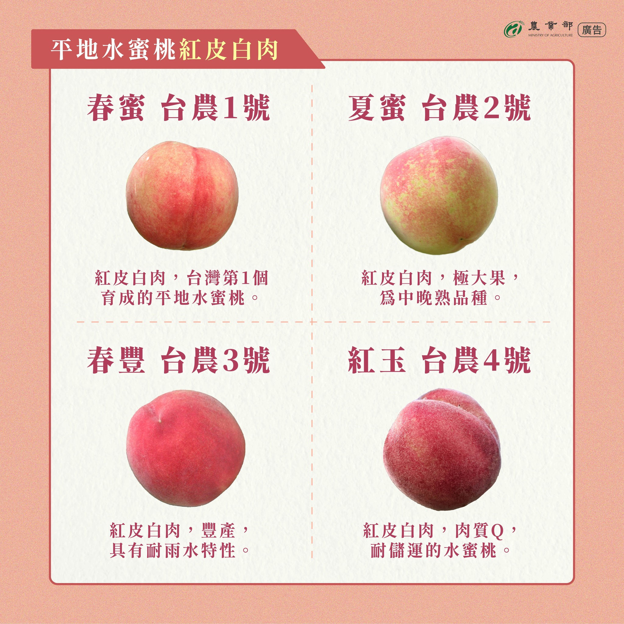 李子？柿子？桃子？水梨？其實它們都是水蜜桃喔！帶你一次認識平地水蜜桃品種！02