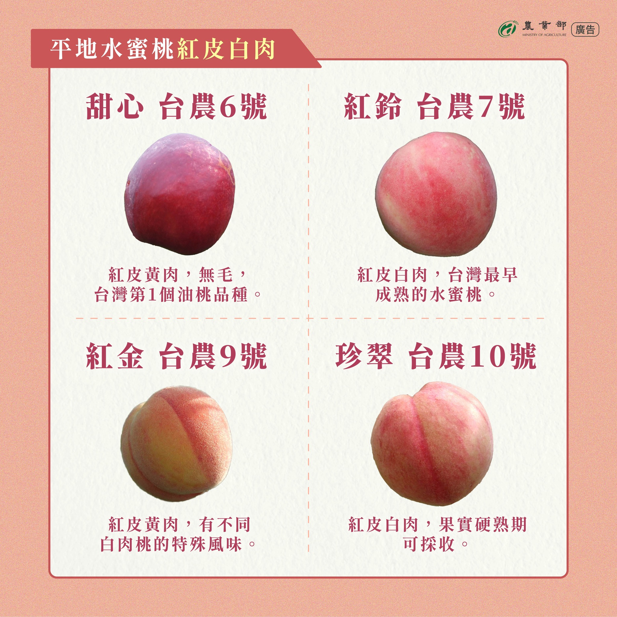 李子？柿子？桃子？水梨？其實它們都是水蜜桃喔！帶你一次認識平地水蜜桃品種！03