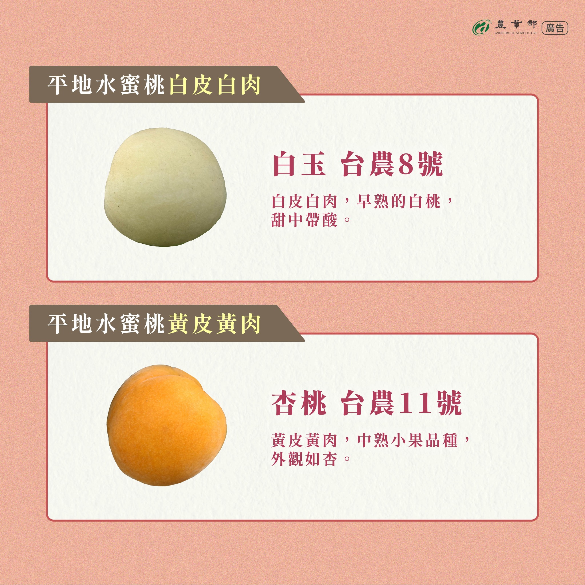 李子？柿子？桃子？水梨？其實它們都是水蜜桃喔！帶你一次認識平地水蜜桃品種！04