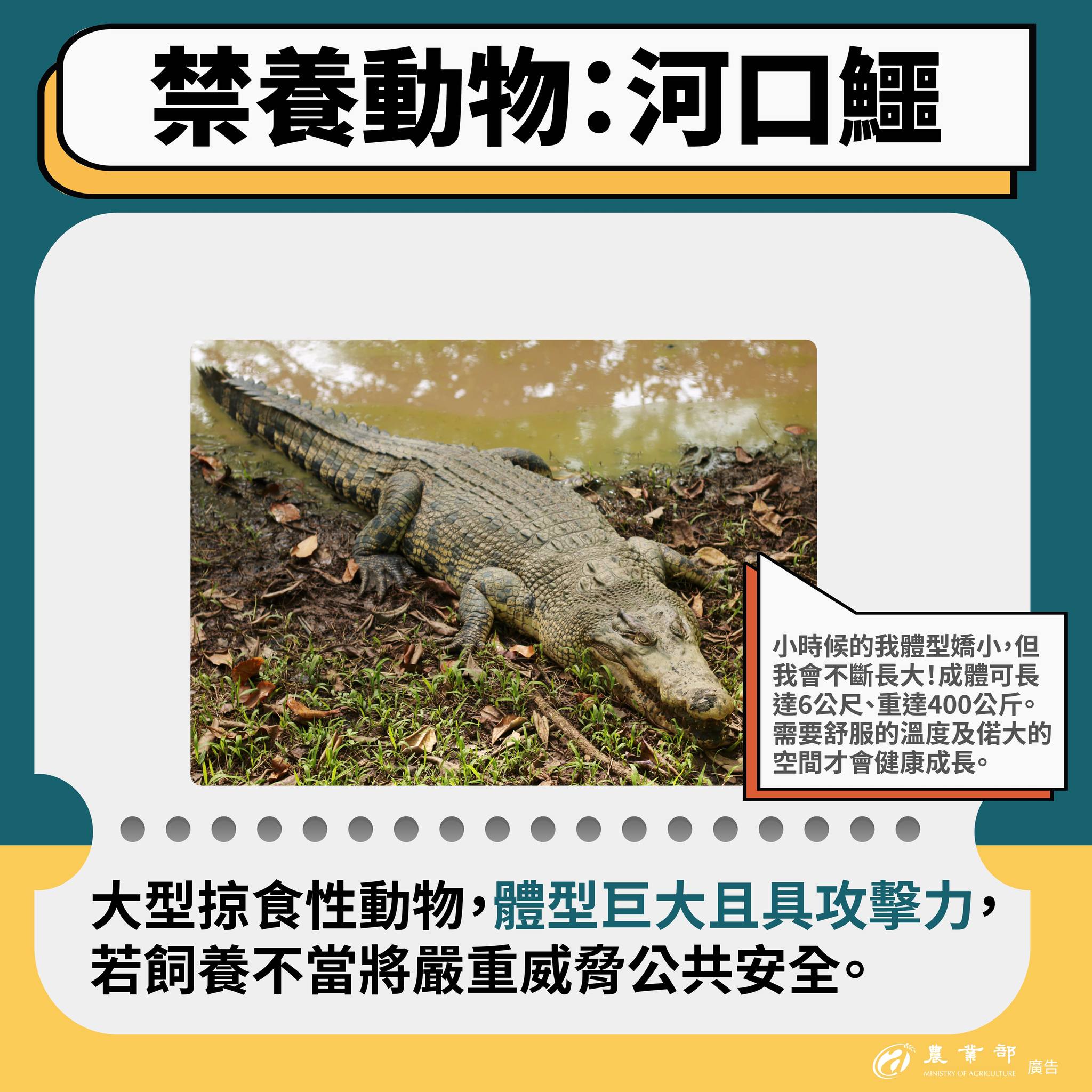 守護動物福利，也守護公共安全！從0501起，禁止家庭飼養三大類動物，毒蛇、浣熊、河口鱷。05