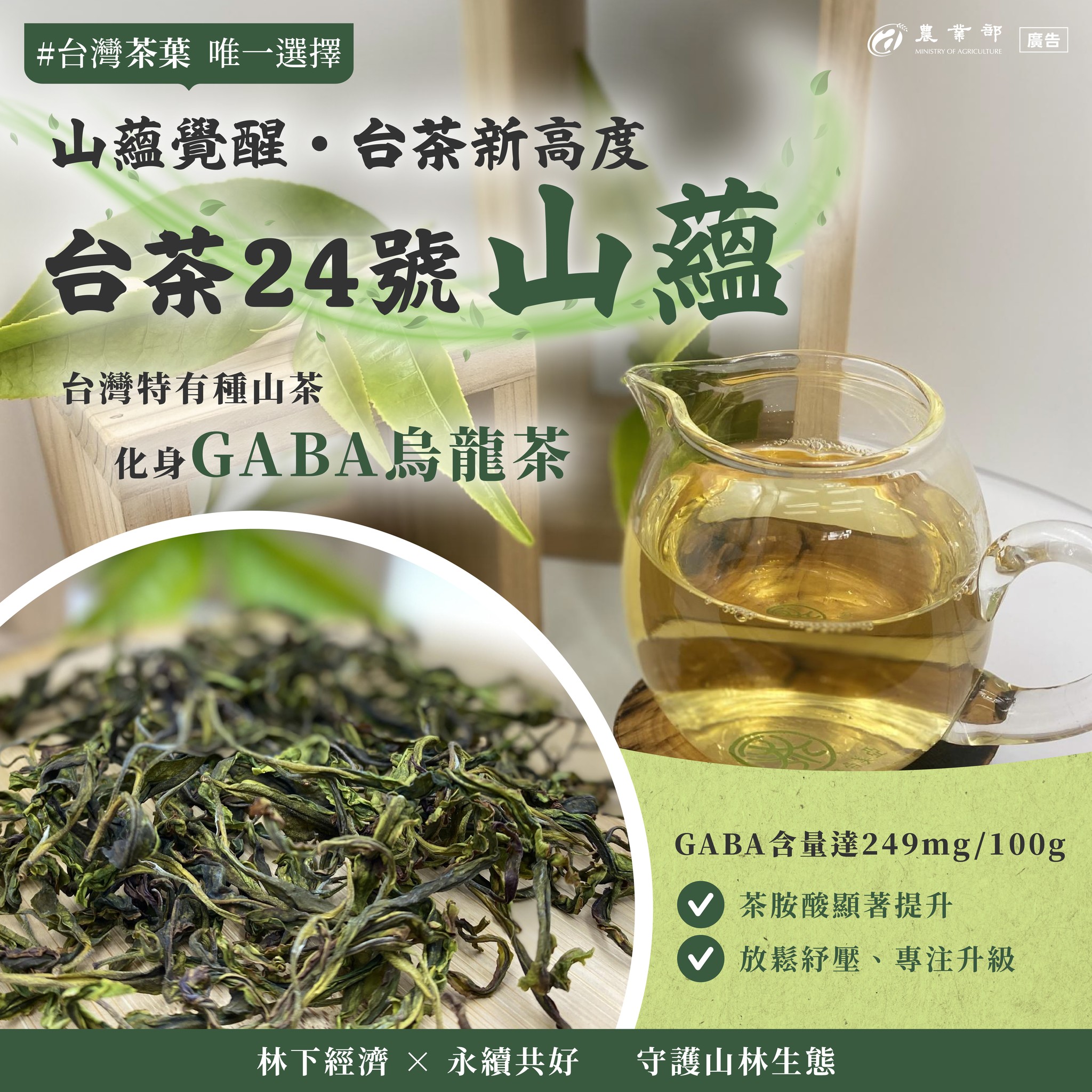 唯一純臺灣山茶品種「臺茶24號─山蘊」新應用，開發製成GABA烏龍茶！