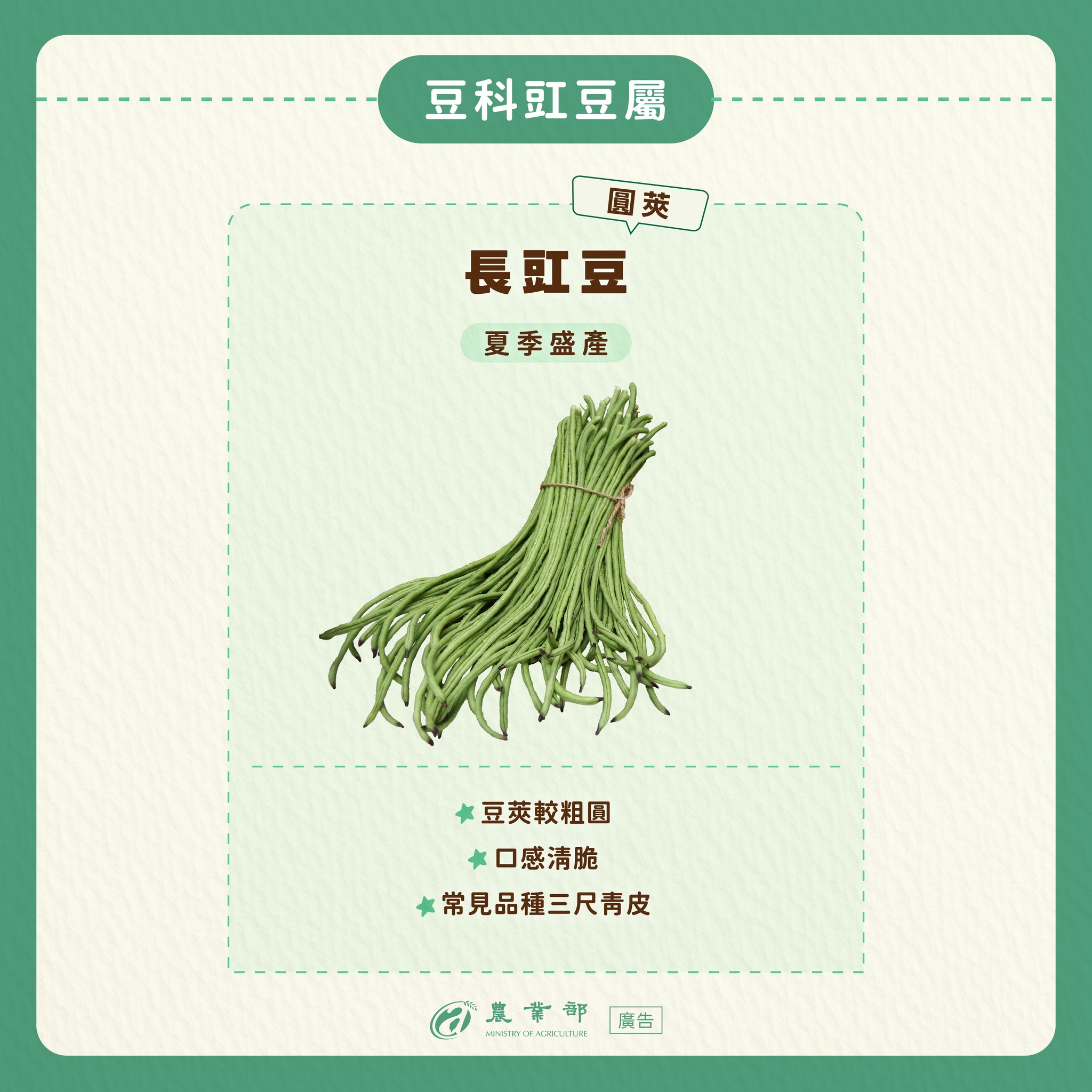 四季豆、菜豆還是長豇豆？你吃的是哪種豆？去菜市場不會再搞錯了！03