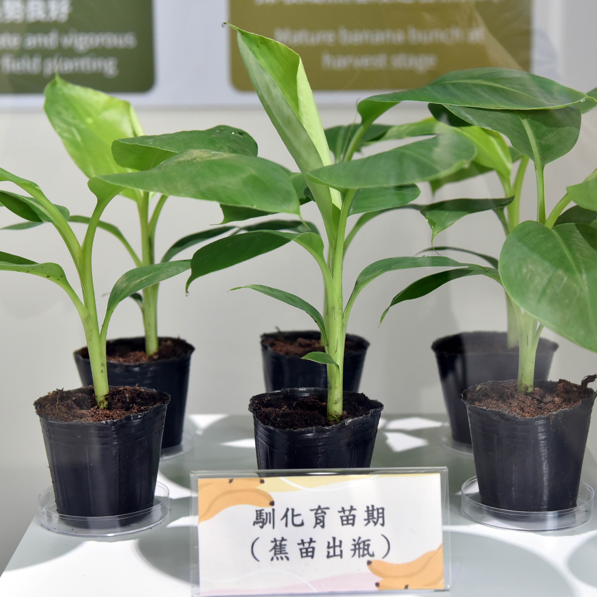 臺灣香蕉產業新里程碑！財團法人台灣香蕉研究所「種苗科研中心」落成啟用，蕉苗年供應量從300萬株增加到500萬株！02