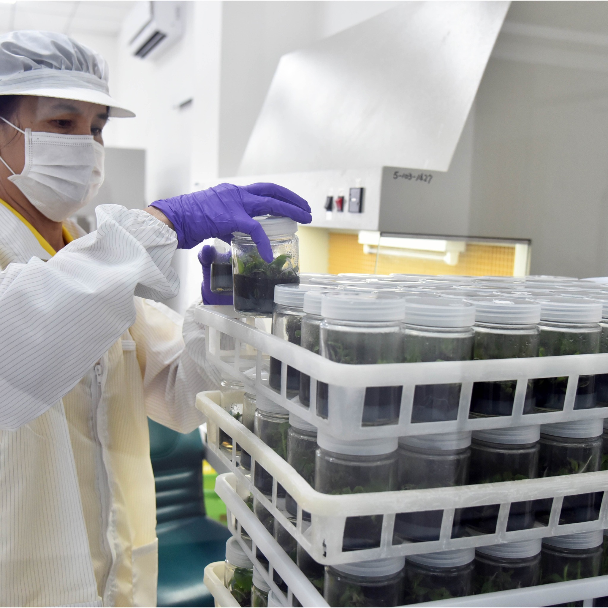 臺灣香蕉產業新里程碑！財團法人台灣香蕉研究所「種苗科研中心」落成啟用，蕉苗年供應量從300萬株增加到500萬株！03