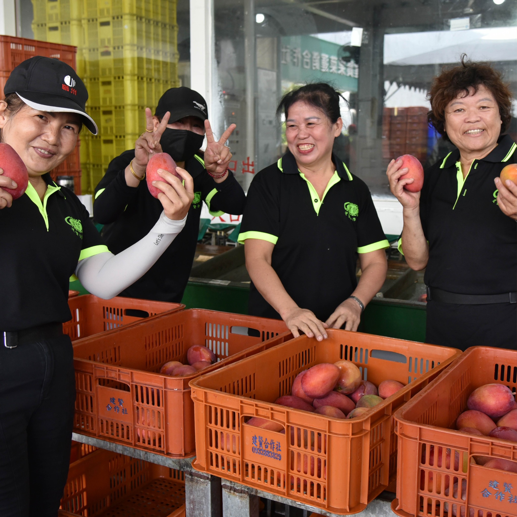 台灣水果正式進軍歐洲高端市場！芒果、荔枝及紅龍果首銷歐洲，第一站法國！04