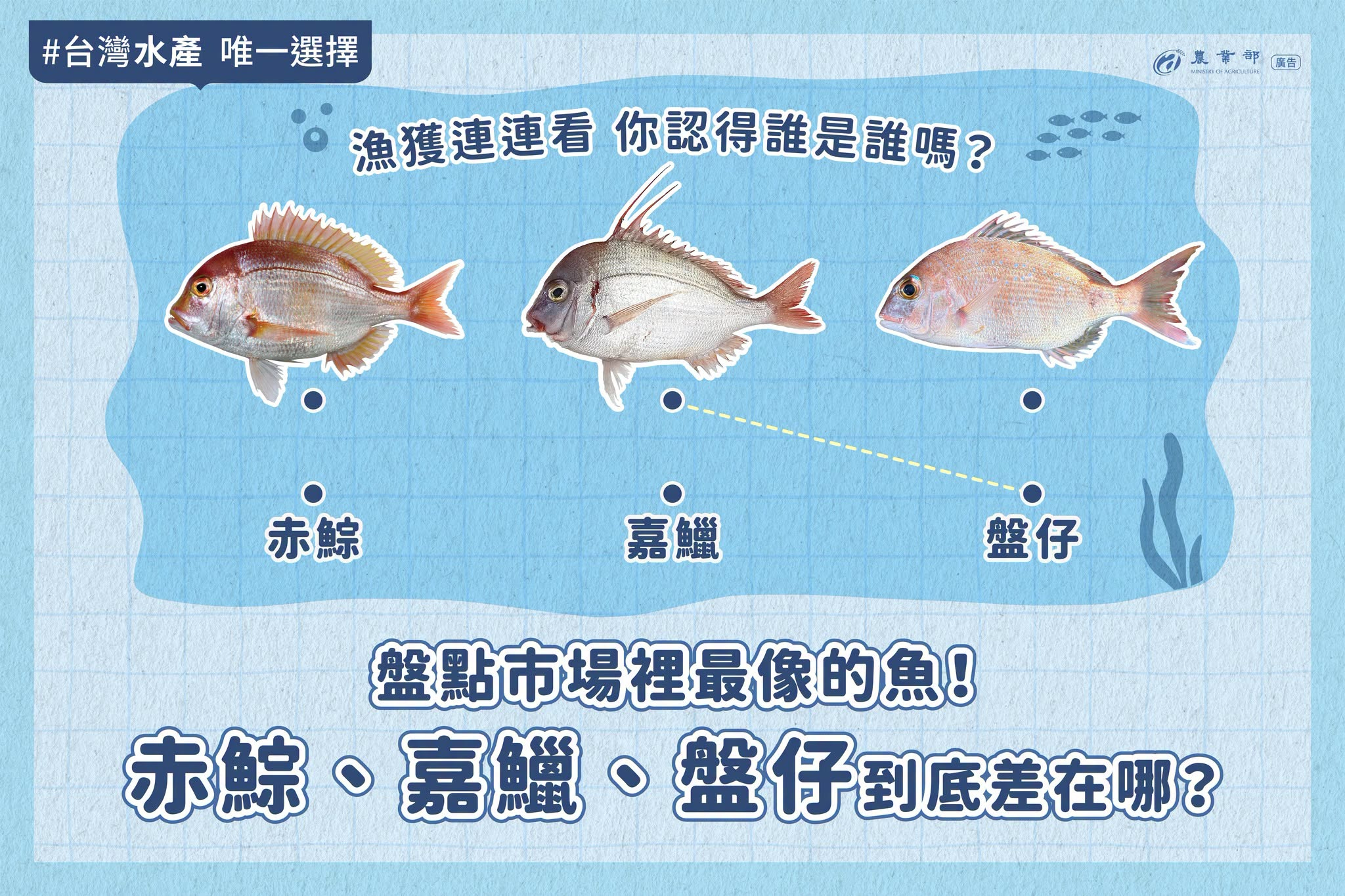 你認得出來這三隻魚嗎？赤鯮、嘉鱲、盤仔長這麼像，到底差在哪？