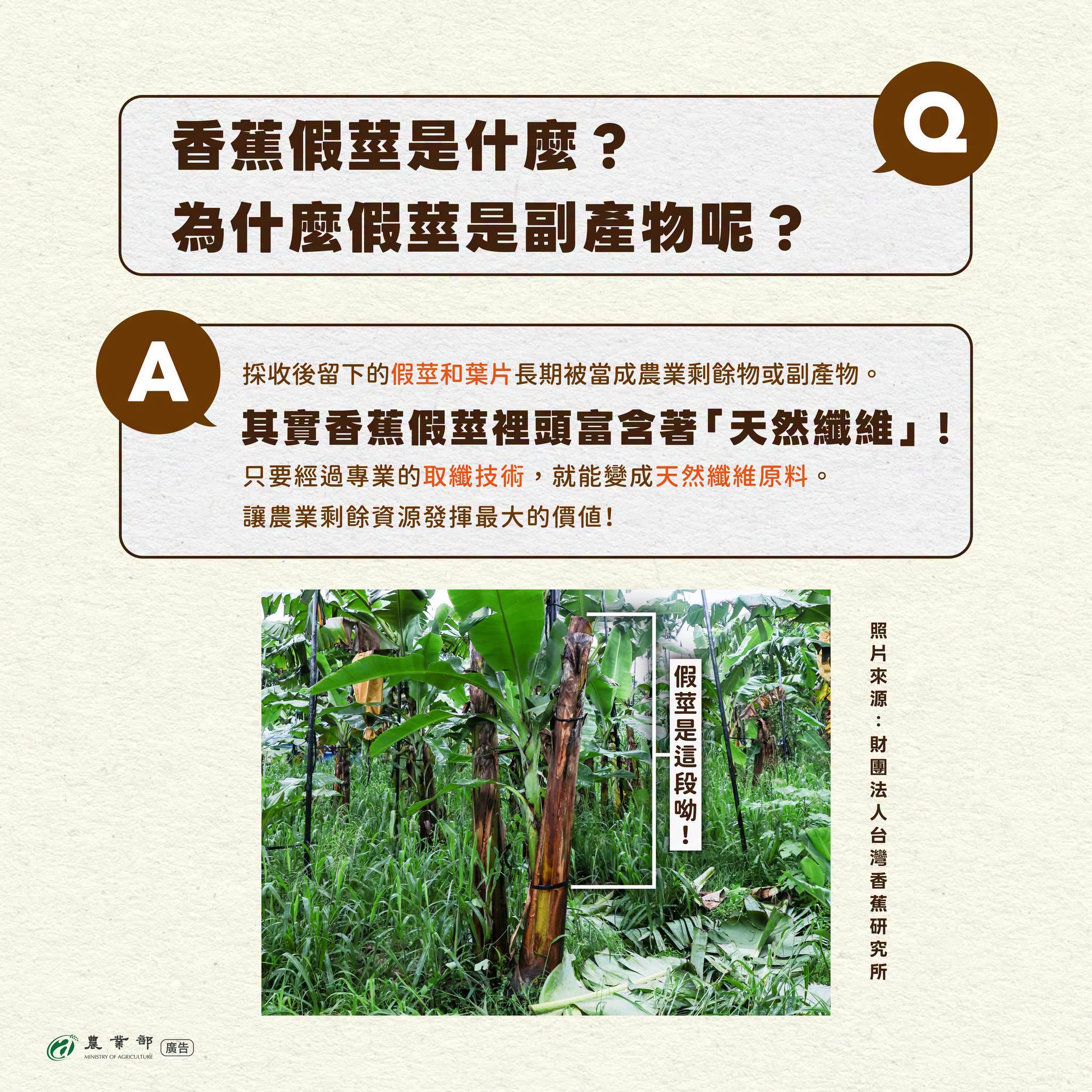 香蕉假莖也能做成衣服？！香蕉假莖取纖技術，讓田間剩材也能變黃金！02