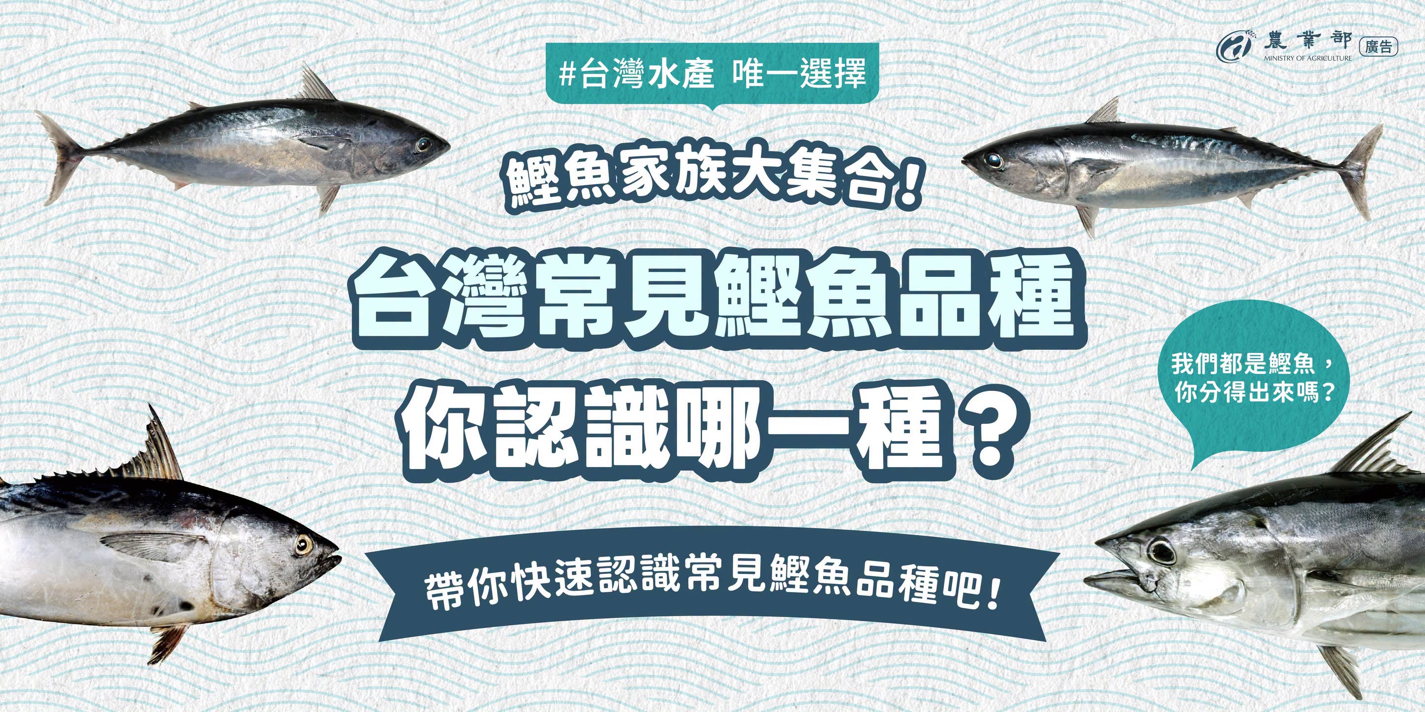 台灣常見鰹魚品種1