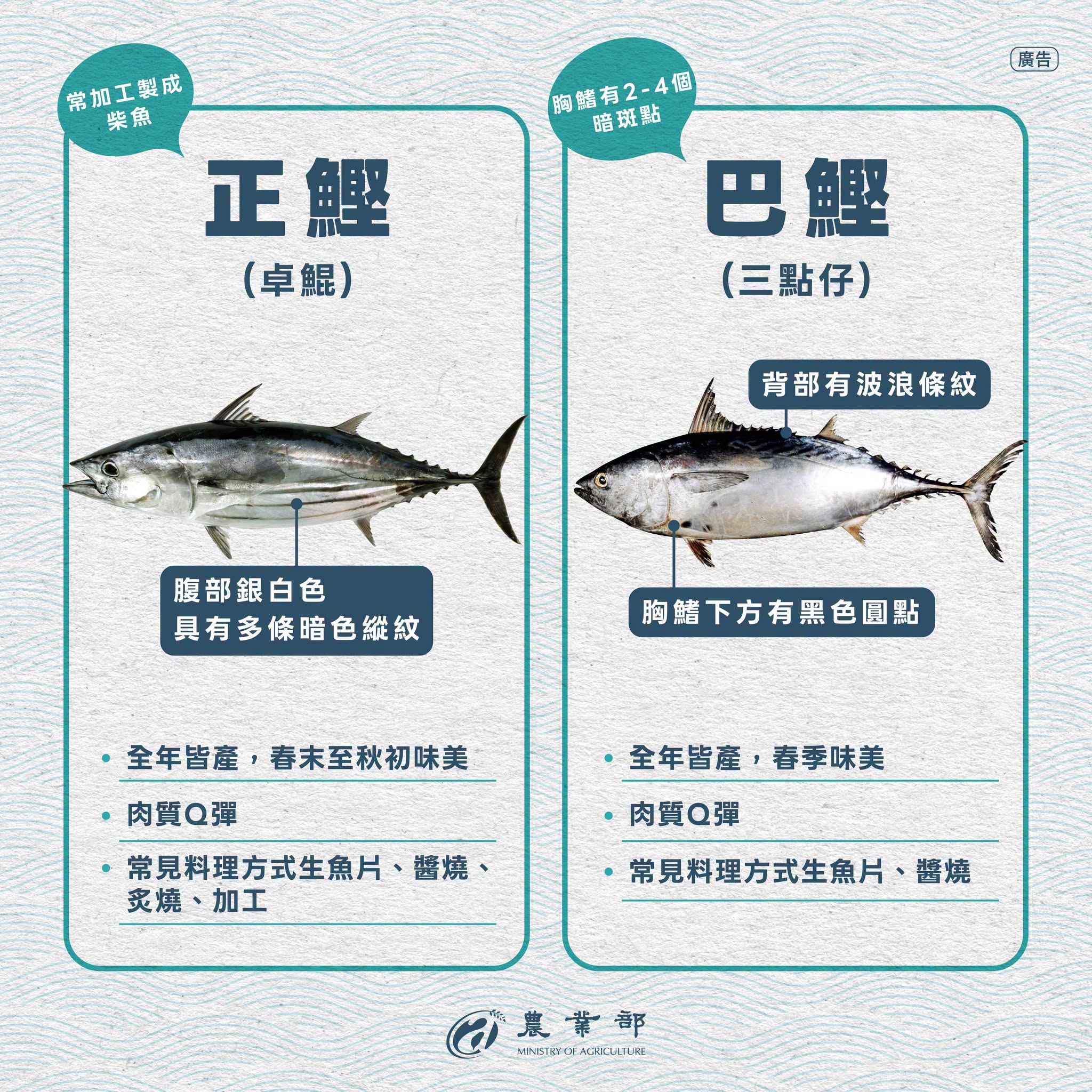 台灣常見鰹魚品種2