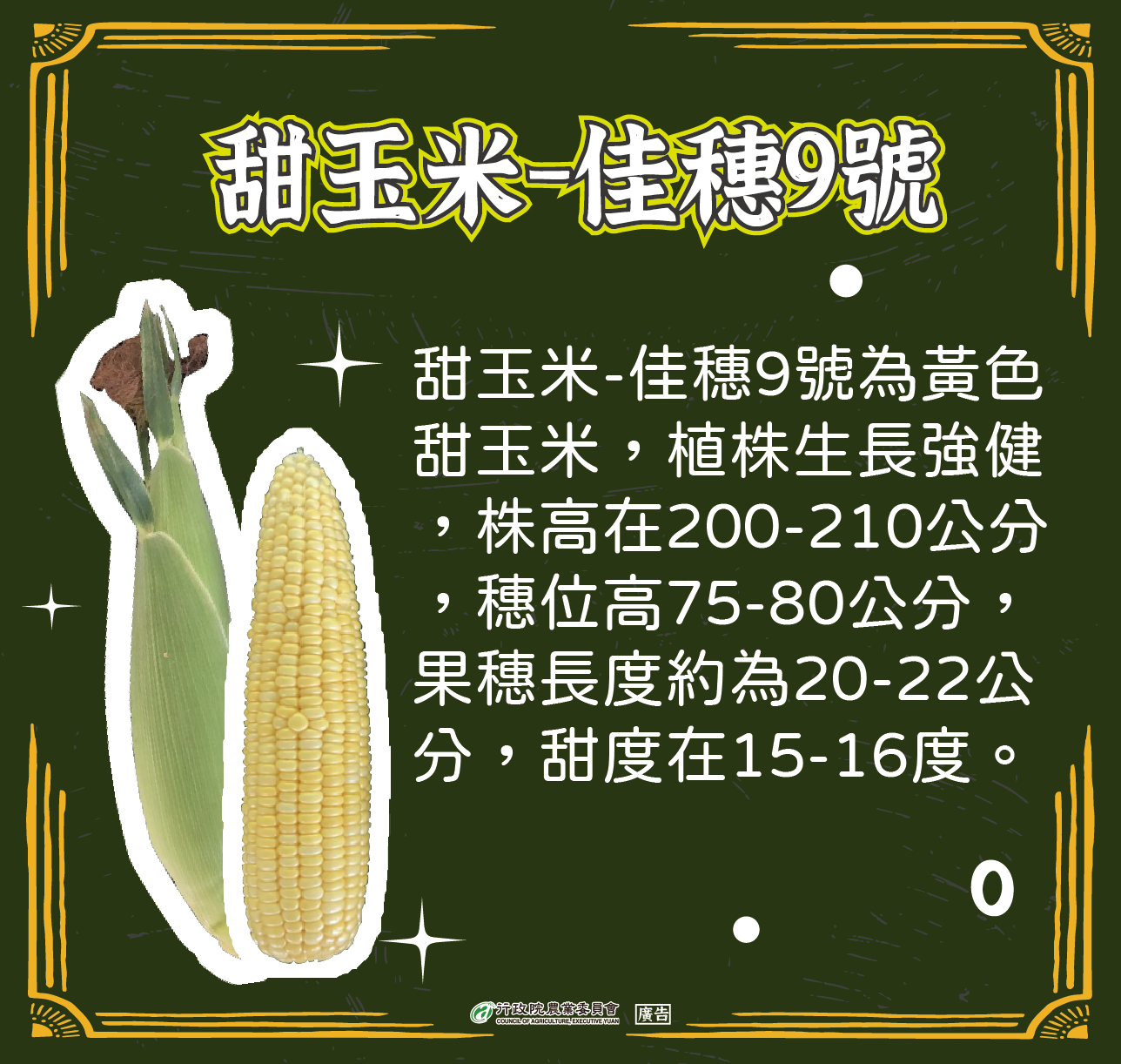 甜玉米-佳穗9號