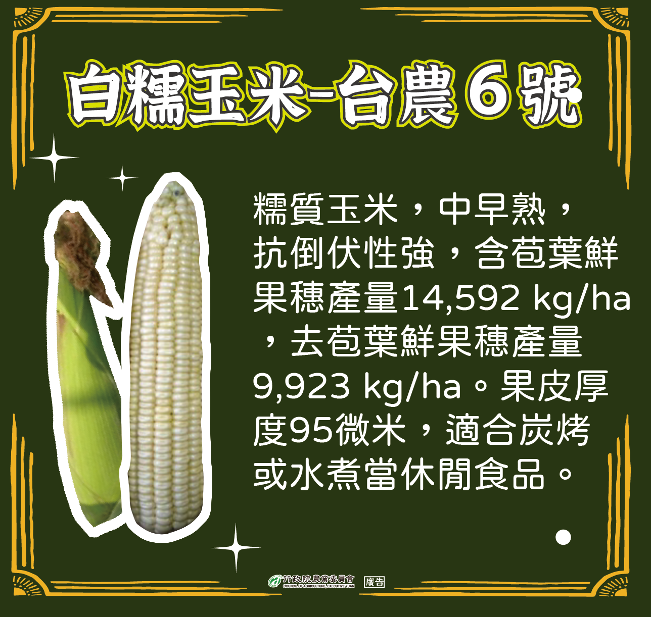 白糯玉米-台農6號
