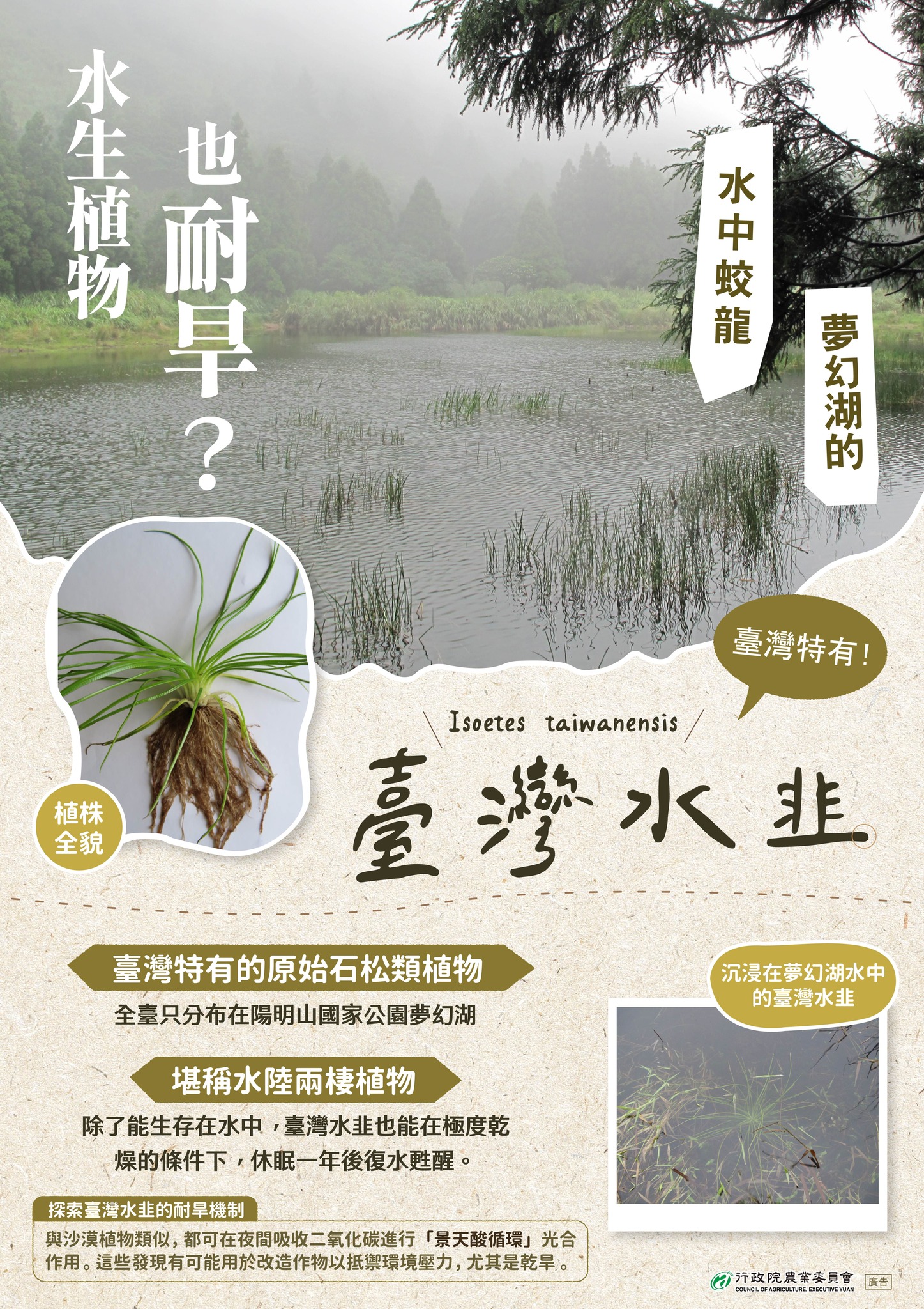 水生植物-台灣水韭竟然也能耐旱