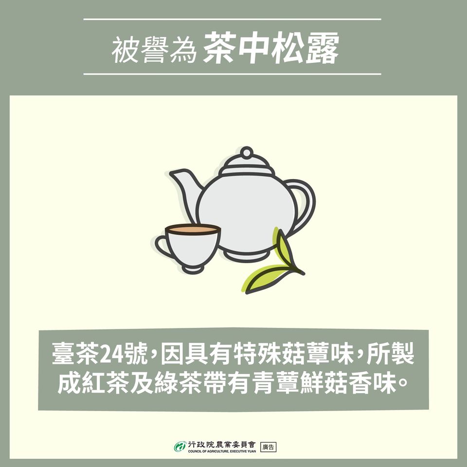 具特殊菇蕈味 被譽為茶中松露