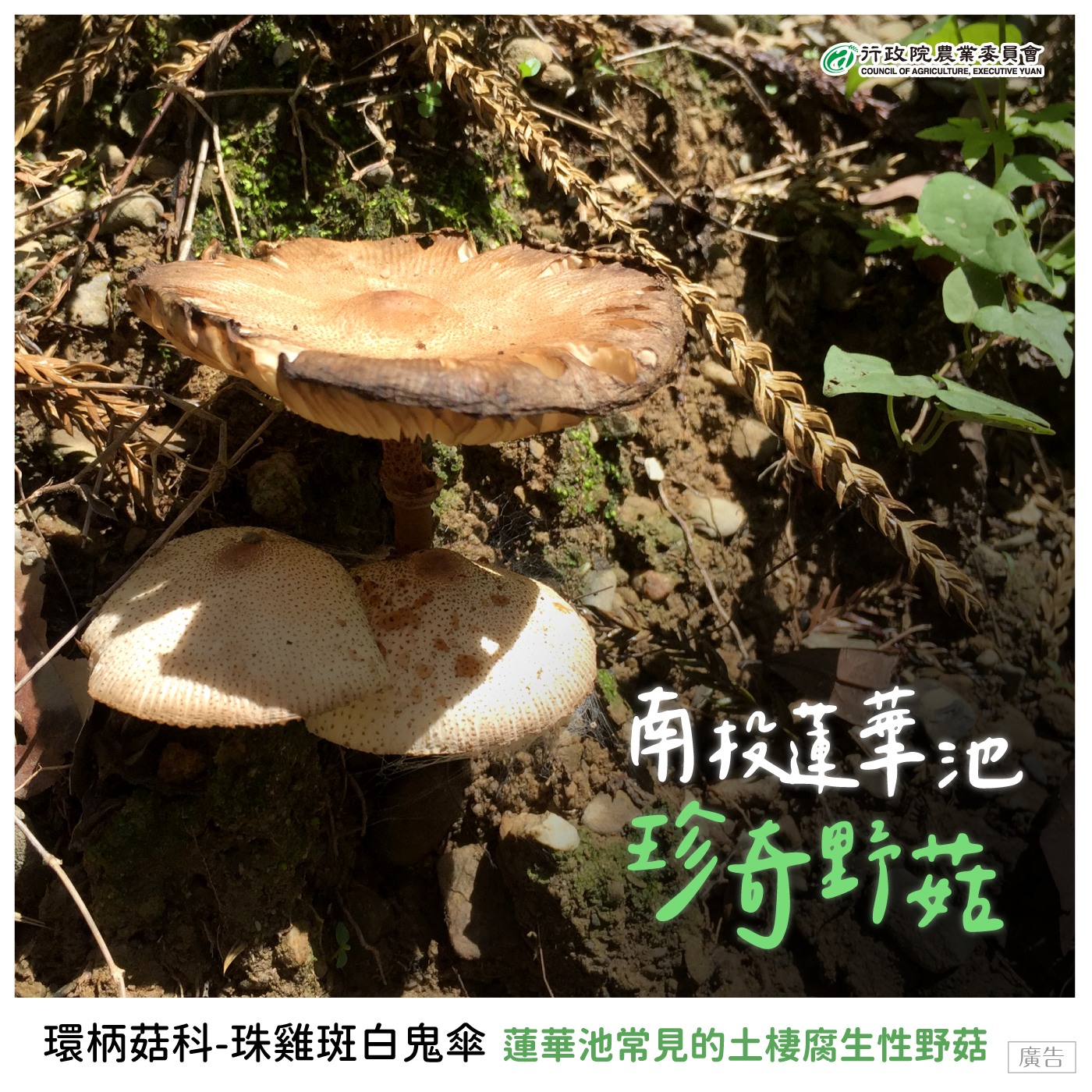 珠雞斑白鬼傘