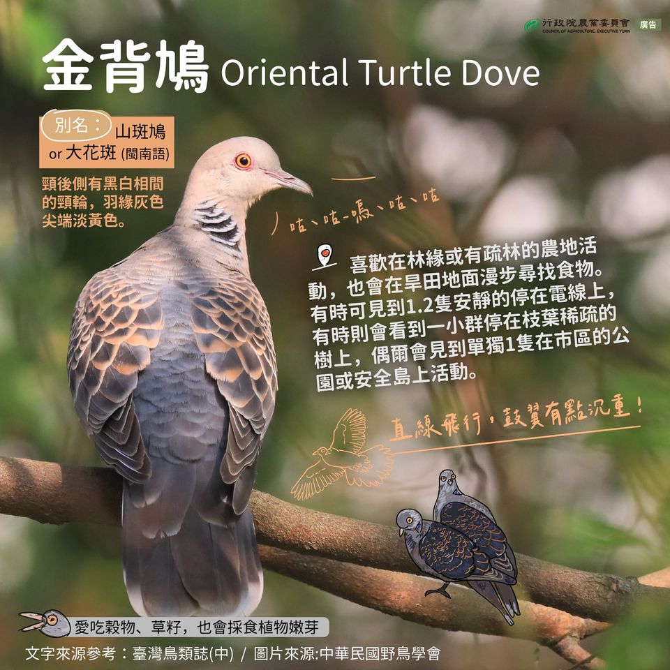 臺灣常見的3種斑鳩(農業E報-農業部)