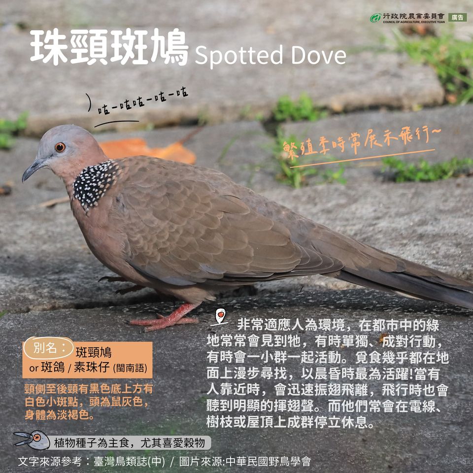 3.珠頸斑鳩