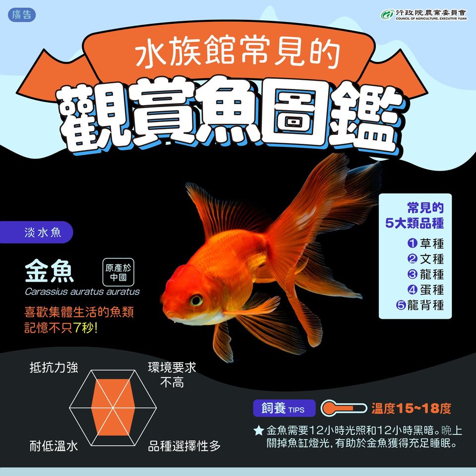 4.金魚