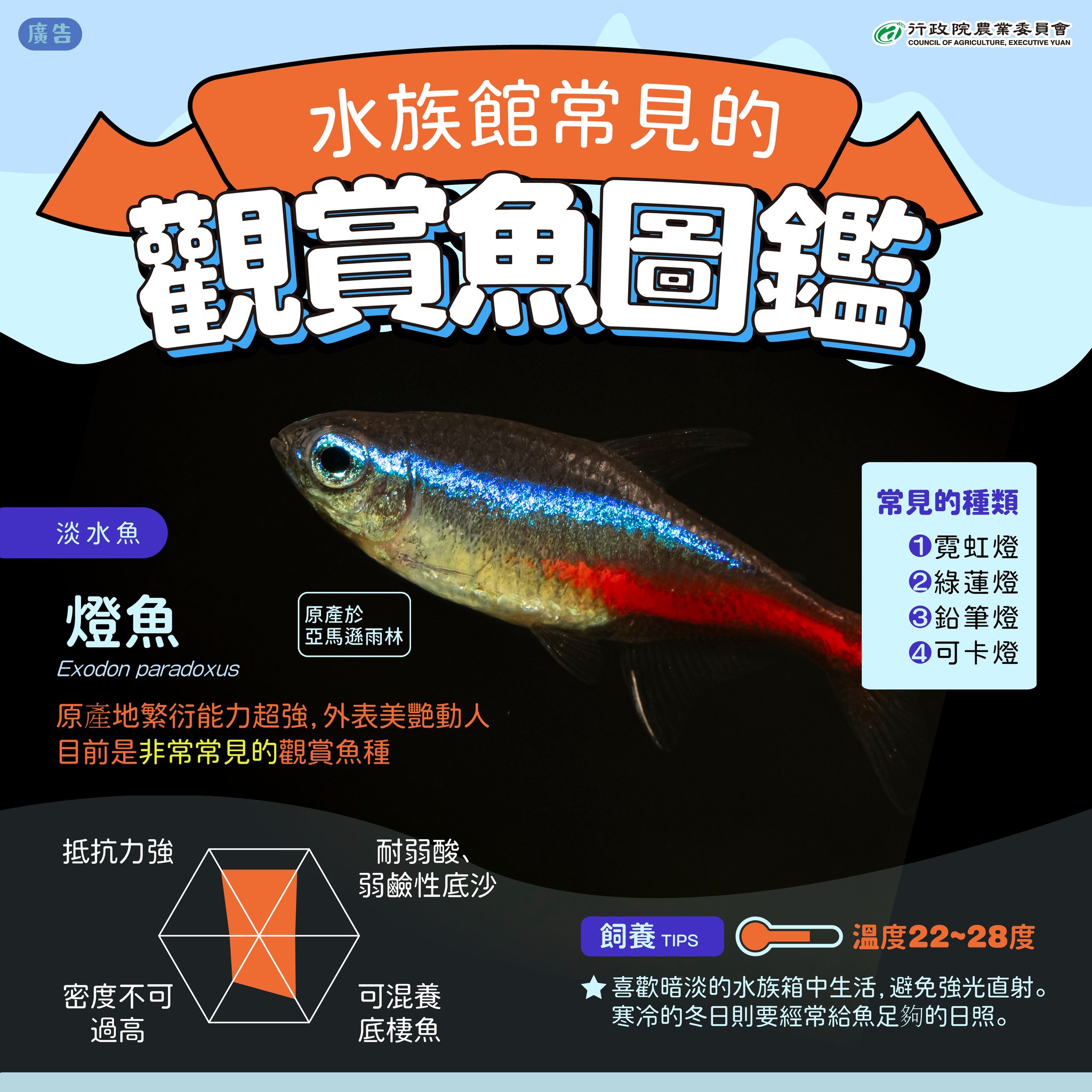 6.燈魚