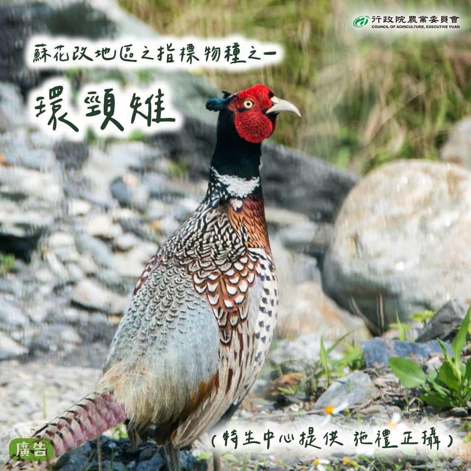 3.環頸雉