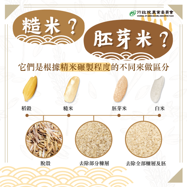 糙米與胚芽米辨別