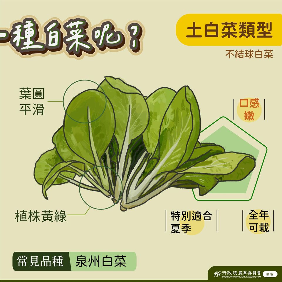 2.泉州白菜