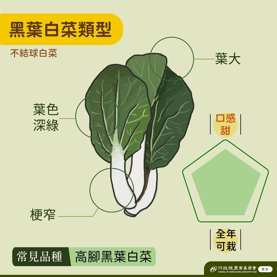 3.高腳黑葉白菜