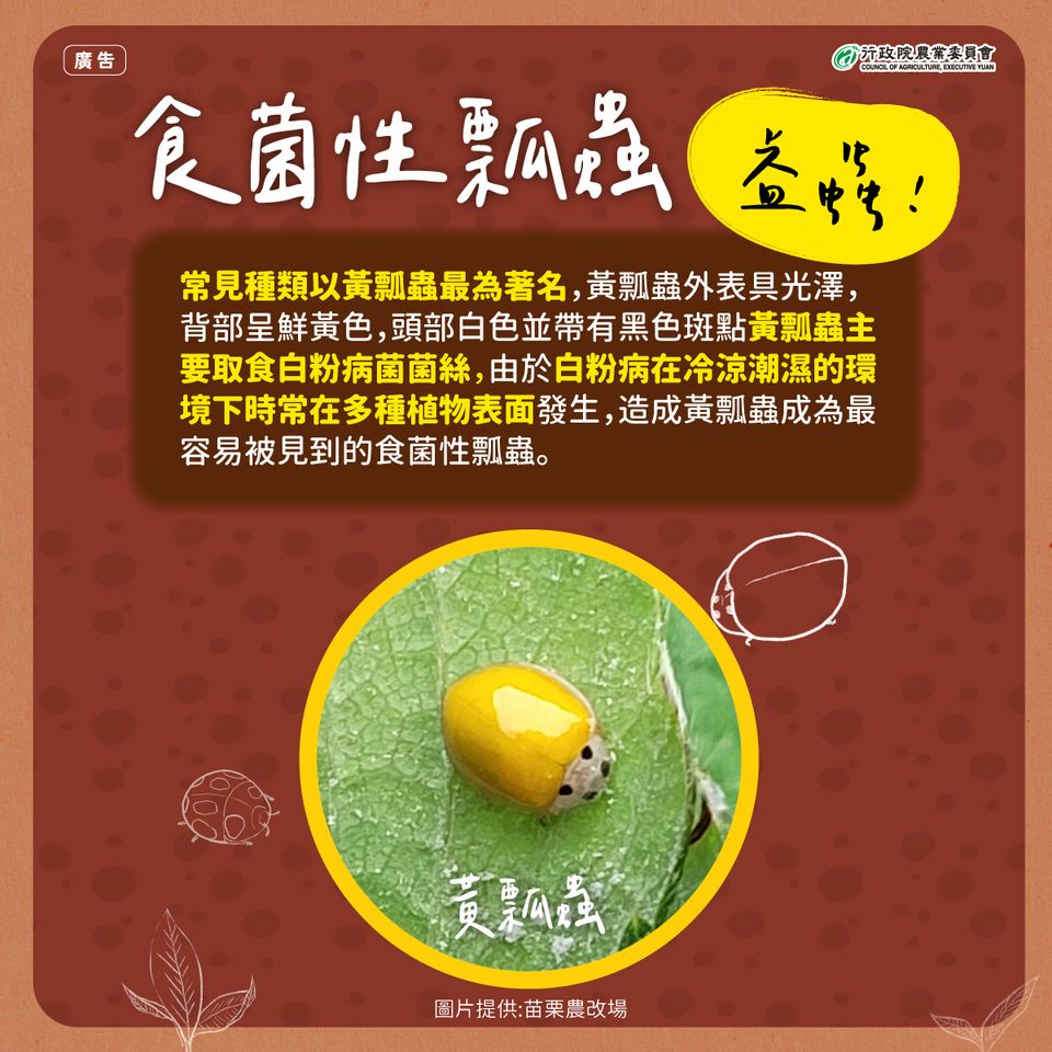 4.食菌性瓢蟲