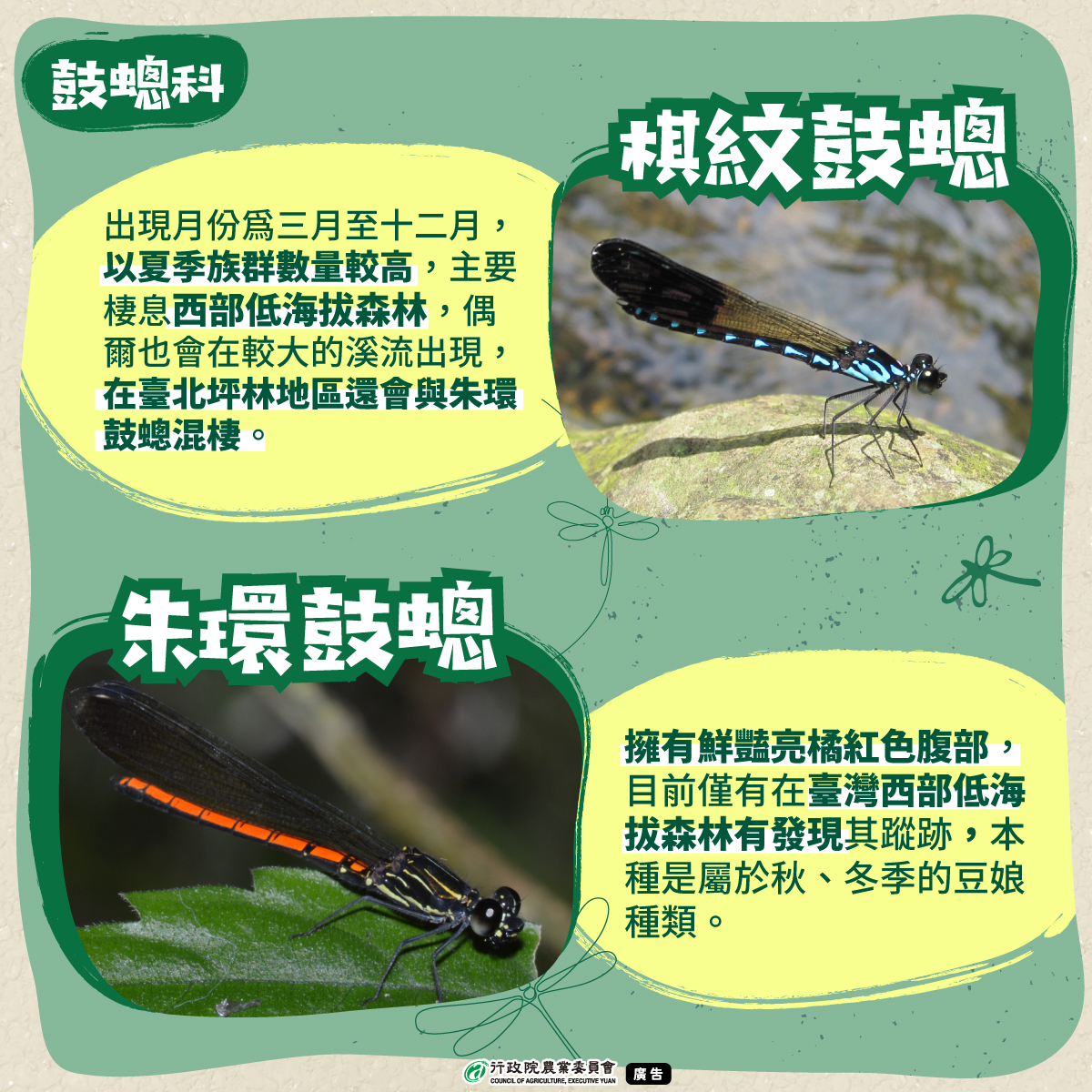 4.鼓蟌科