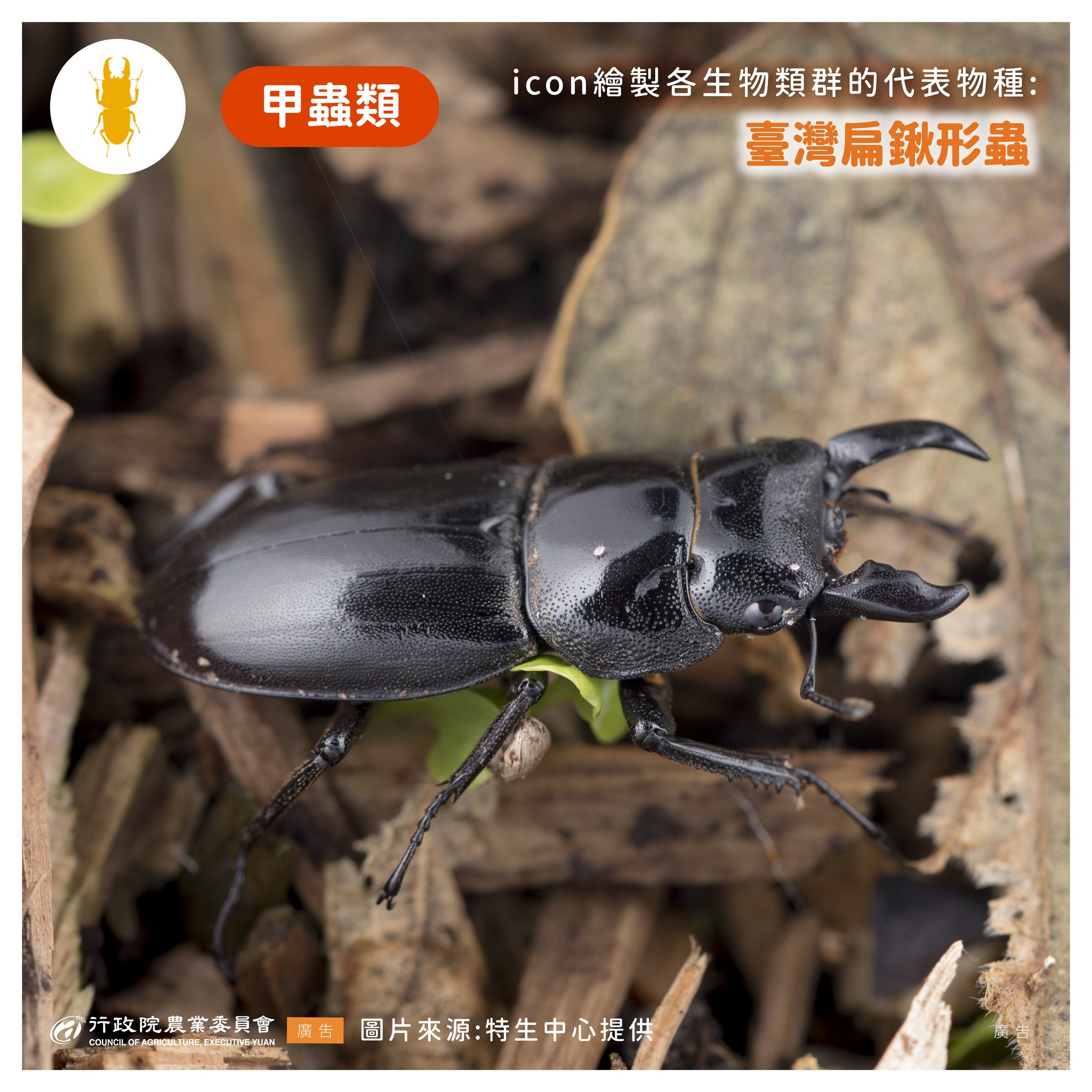 13.台灣扁鍬形蟲