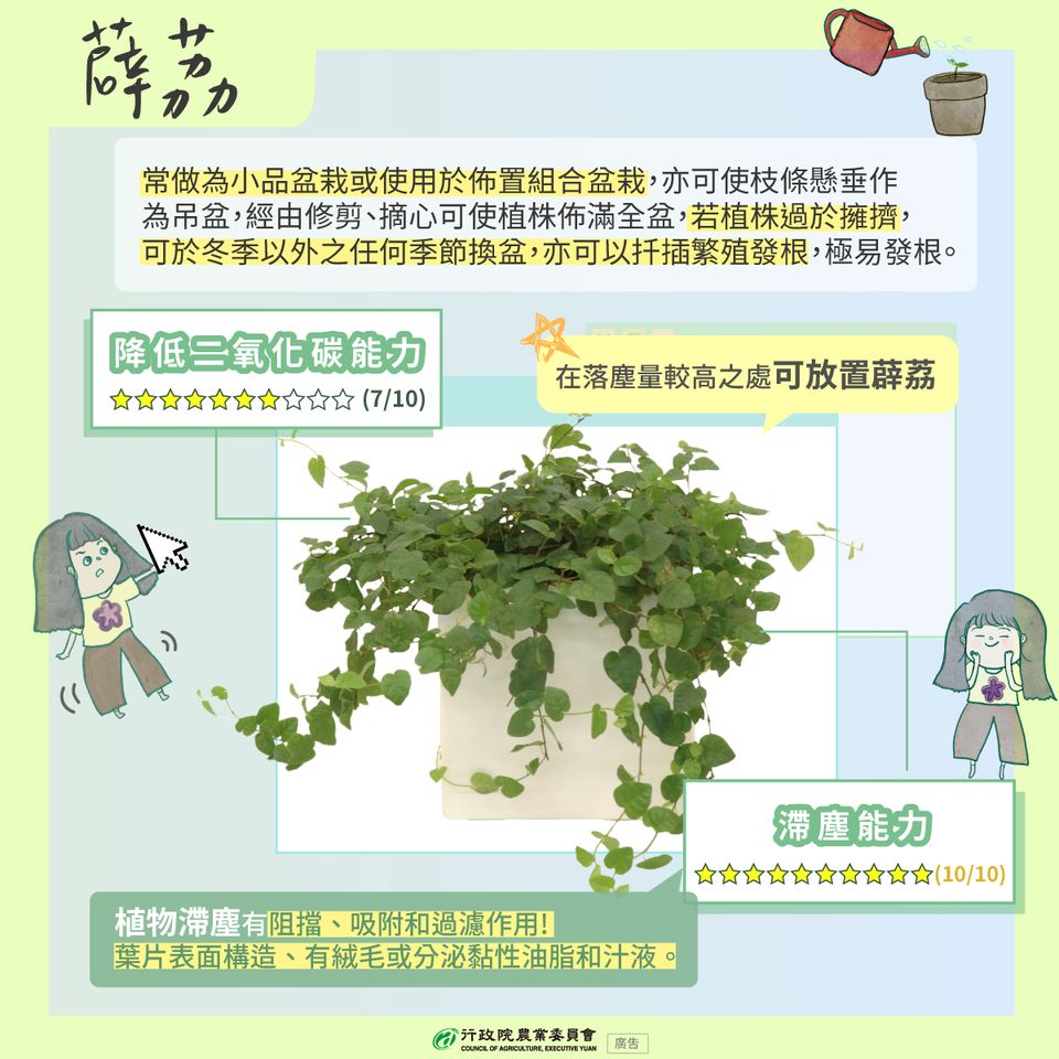 2.薜荔