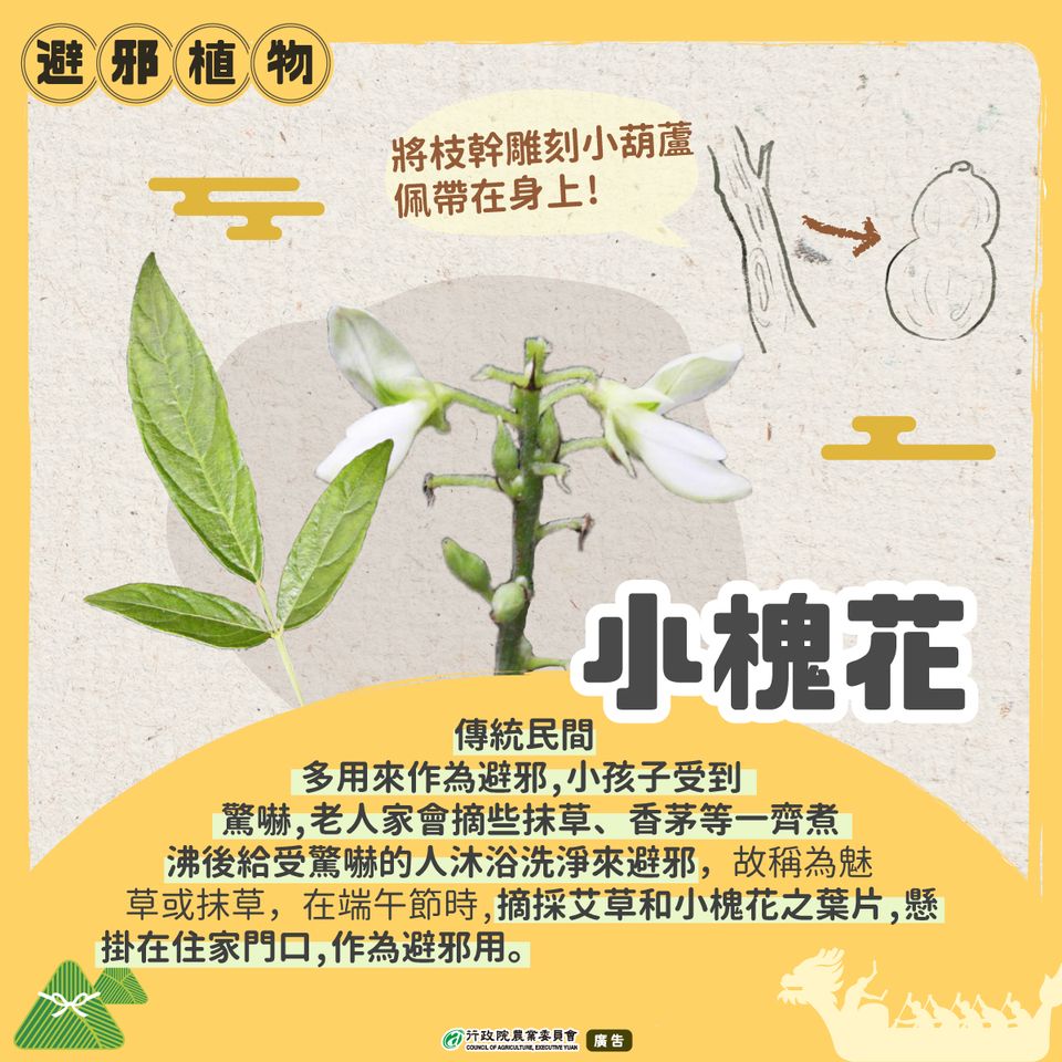 3.小槐花